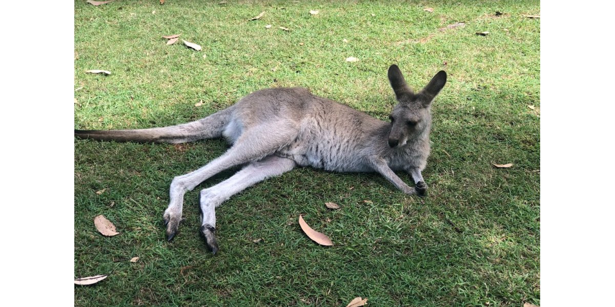 Kangaroo Island Wildlife Park