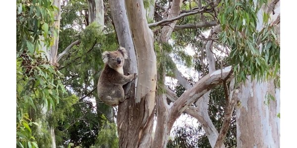 Maru Koala & Animal Park