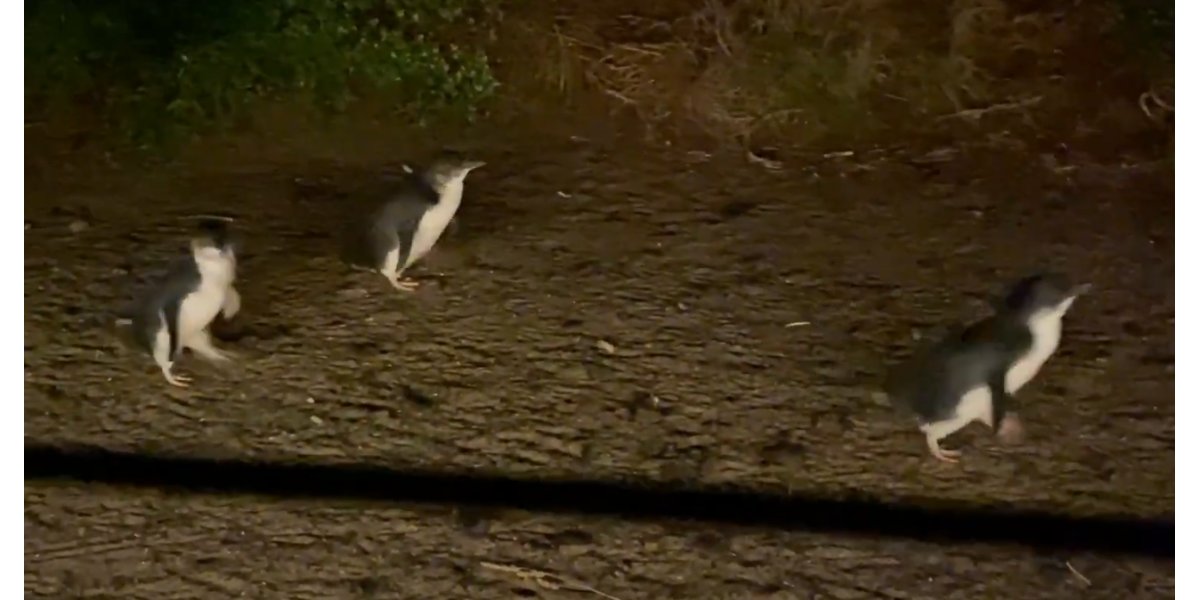 Phillip Island Penguine Parade