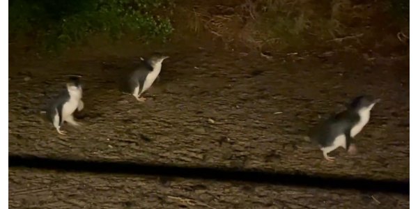 Phillip Island Penguine Parade