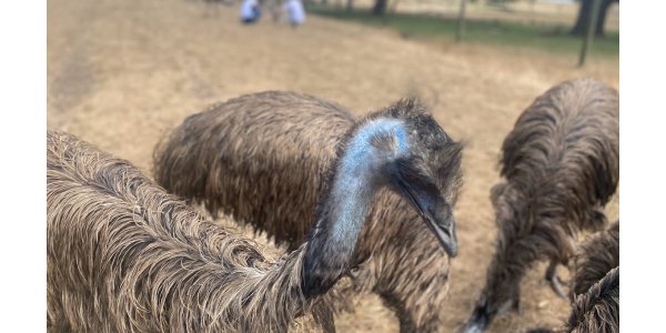 Phillip Island Wildlife Park