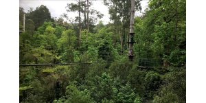 Trees amongst rope course