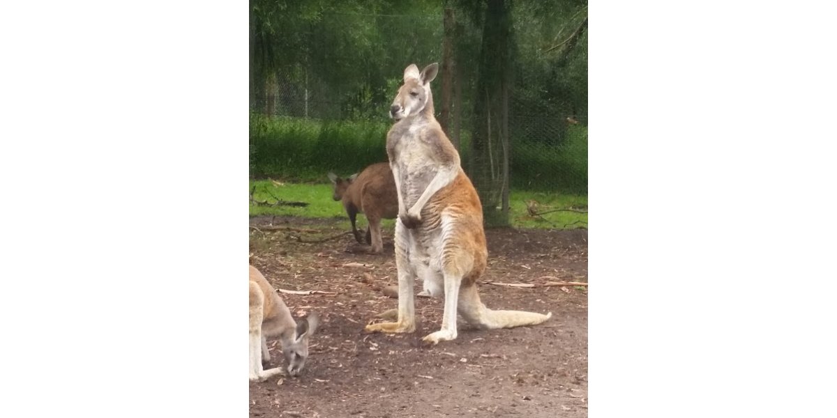 Ballarat Wildlife Park