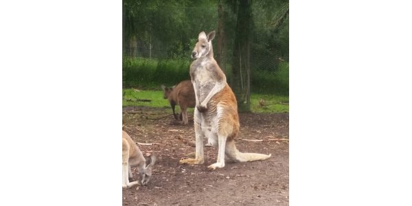 Ballarat Wildlife Park