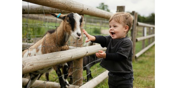 Swan Valley Cuddly Animal Farm