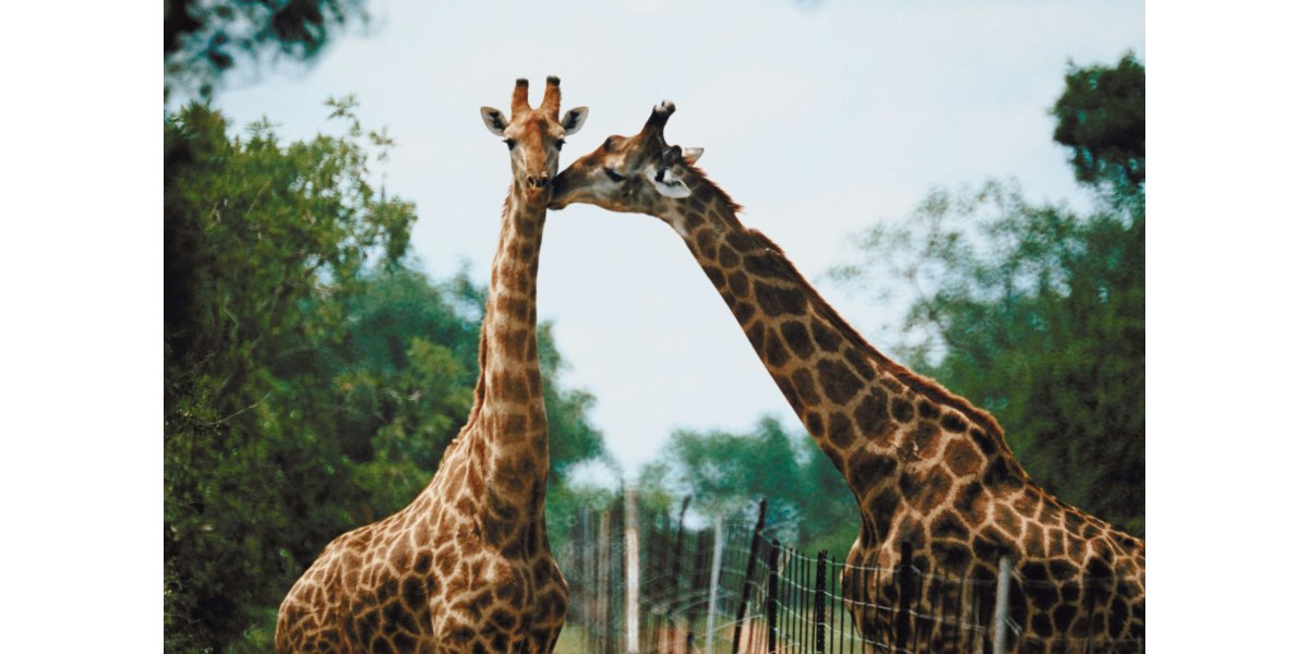 Werribee Open Range Zoo