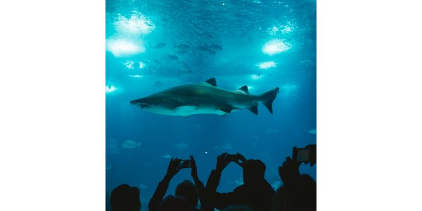 SEA Life Sunshine Coast Aquarium